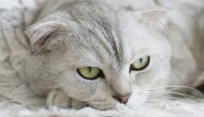 凯发APP：指尖上的娱乐新纪元